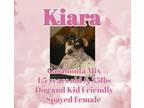 Adopt Kiara a Merle Catahoula Leopard Dog / Mixed dog in Brewster, NY (37188693)