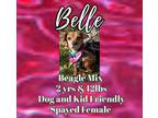 Adopt Belle a Black - with Tan, Yellow or Fawn Beagle / Pug / Mixed dog in