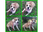 Adopt Rolo a Brown/Chocolate - with White Shepherd (Unknown Type) / Beagle dog