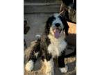 Adopt Polly a Black - with White Bernese Mountain Dog / Poodle (Standard) /
