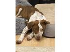 Adopt Dexter a Brown/Chocolate - with White Pit Bull Terrier / Pointer dog in