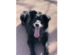 Adopt Remi a Black - with White Border Collie / Mixed dog in Lakewood