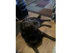 Adopt Rascal a Black Labrador Retriever / Mixed dog in Fallon, NV (37188019)