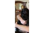 Adopt Betsy a Black Spaniel (Unknown Type) / Flat-Coated Retriever / Mixed dog