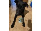 Adopt Maggie a Black Labrador Retriever / German Shepherd Dog / Mixed dog in Hot