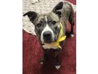 Adopt Abbey a Brindle American Staffordshire Terrier / American Pit Bull Terrier