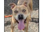 Adopt PABLO a Brown/Chocolate - with White American Pit Bull Terrier / Mixed dog