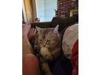Adopt Pharah a Gray, Blue or Silver Tabby Tonkinese / Mixed (short coat) cat in