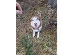 Adopt Layla a Red/Golden/Orange/Chestnut - with White Husky / Mixed dog in