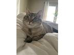 Adopt Jess a White (Mostly) American Shorthair / Mixed (short coat) cat in