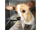 Adopt Emmet a Tan/Yellow/Fawn Mixed Breed (Small) / Mixed dog in Las Cruces
