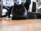 Adopt Freya a Black (Mostly) Domestic Longhair / Mixed (long coat) cat in