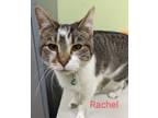 Adopt Rachel a Gray, Blue or Silver Tabby Domestic Shorthair (short coat) cat in