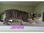 Adopt Jamelle a Gray, Blue or Silver Tabby Domestic Shorthair (short coat) cat