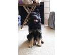 Adopt Byson a Black - with Tan, Yellow or Fawn German Shepherd Dog / Mixed dog