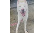 Adopt Bear a White - with Tan, Yellow or Fawn Husky / Mixed dog in