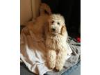 Adopt Yellow a White - with Tan, Yellow or Fawn Poodle (Standard) / Mixed dog in
