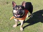 Adopt XAVIER a Black Staffordshire Bull Terrier / Pembroke Welsh Corgi / Mixed