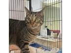 Adopt Timothy 22879 a Brown or Chocolate Domestic Shorthair / Mixed cat in