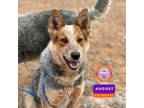 Adopt 51966022 a Gray/Blue/Silver/Salt & Pepper Australian Cattle Dog / Mixed