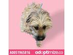 Adopt 51965816 a Tan/Yellow/Fawn Border Terrier / Mixed dog in El Paso