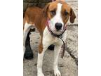 Adopt Crater a Brown/Chocolate - with White Hound (Unknown Type) / Mixed dog in