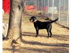 Adopt Dino a Black Labrador Retriever / Mixed dog in Choctaw, OK (37186918)