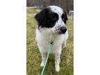 Adopt Delilah a Black - with White Border Collie / Mixed dog in South Park
