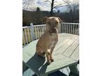 Adopt Lizzy a Tan/Yellow/Fawn American Pit Bull Terrier / Mixed dog in Woodbury