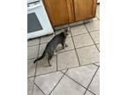 Adopt Diva a Tan or Fawn American Shorthair / Mixed (short coat) cat in New