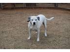 Adopt Snow a White - with Black Labrador Retriever / Mixed dog in Choctaw