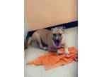 Adopt Rugar a Tan/Yellow/Fawn American Pit Bull Terrier / Mixed dog in Altoona