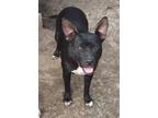 Adopt Collette in TEXAS a Black - with White American Staffordshire Terrier /