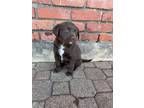 Adopt Pip a Brown/Chocolate Labrador Retriever dog in oklahoma city