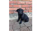 Adopt Dylan a Black Labrador Retriever dog in oklahoma city, OK (37185919)