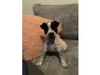 Adopt Ginny a Australian Cattle Dog / Blue Heeler dog in oklahoma city