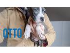 Adopt Otto a Gray/Silver/Salt & Pepper - with White American Pit Bull Terrier /