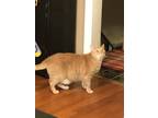 Adopt Buddy a Orange or Red Domestic Longhair / Mixed (long coat) cat in