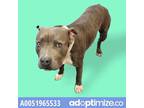 Adopt 51965533 a Gray/Blue/Silver/Salt & Pepper Pit Bull Terrier / Mixed dog in