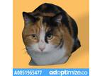 Adopt 51965477 a All Black Domestic Shorthair / Mixed cat in El Paso
