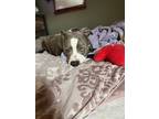 Adopt Bentley/bama a Brindle - with White American Pit Bull Terrier / Mixed dog