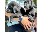 Truckee Puppies