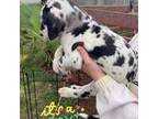 Great Dane Puppy for sale in Salem, OR, USA