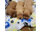 Cavapoo Puppy for sale in Meridian, ID, USA