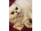 Jordan, Persian For Adoption In Davis, California