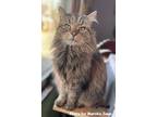 Nevada, Maine Coon For Adoption In Oak Ridge, Tennessee