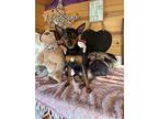 Lefty, Miniature Pinscher For Adoption In Vacaville, California