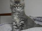 Ragdoll Maine Coons Mix Kittens