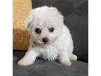 Bichon Frise Puppy for sale in Atlanta, GA, USA