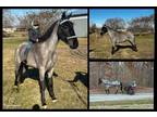 Available on [url removed] - Tennessee Walking Horse - Trail riding
